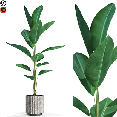 Plants collection 593