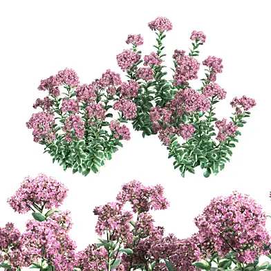 Sedum Autumn Charm