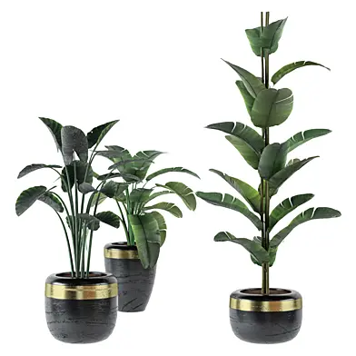Indoor Plants 09 - Plants in Black Pots