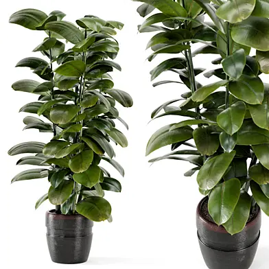 Indoor Plants  in rusty Concrete Pot - Set 304