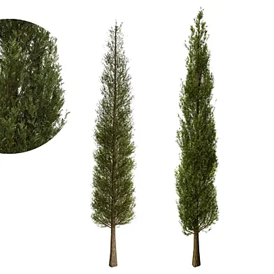 Cupressus 02