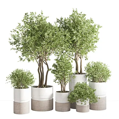 indoor_plant_set_34
