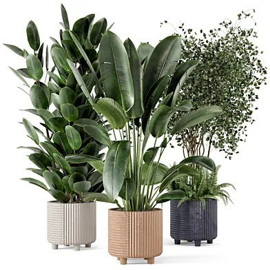 Indoor Planters in Cecilia Ficonstone Pot - Set 350