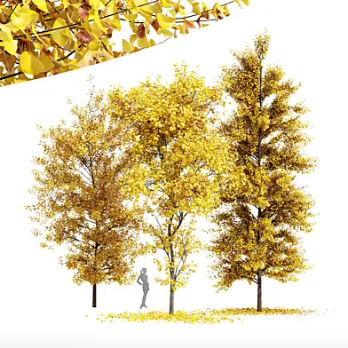 3diffrent-Buergerianum Fall-Saccharinum Fall-Biloba Fall