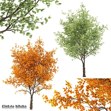 Ginkgo biloba Trees (2 Trees)
