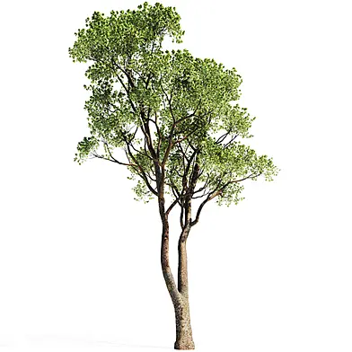 Tree oak 2021