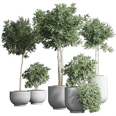 Collection Plants Indoor 13