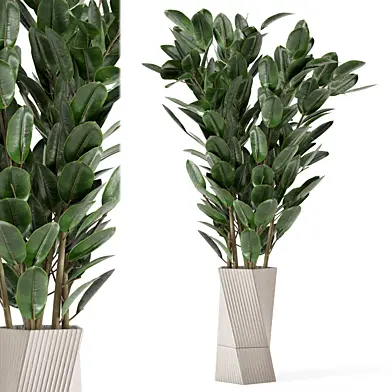 Indoor Plants in Carmen terracotta with Ficus - Set 379