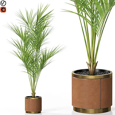 Plants collection 617