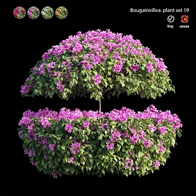 Bougainvillea plant set 19
