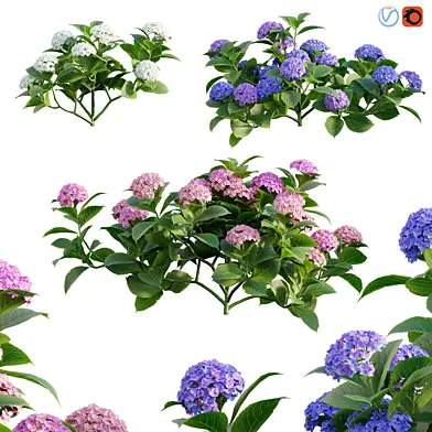 Hydrangea
