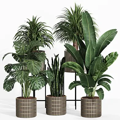 Indoor Plant Collection 006