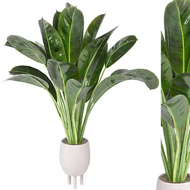 Indoor Plants Collection - Set 178