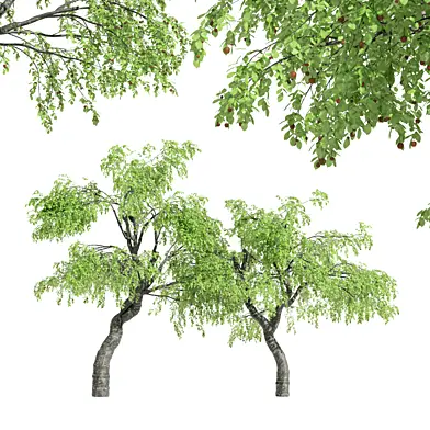2 diffrent tree-Cherry