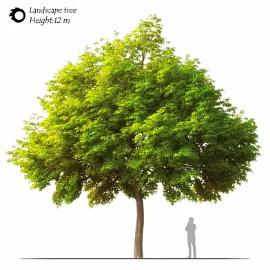 Land scape tree