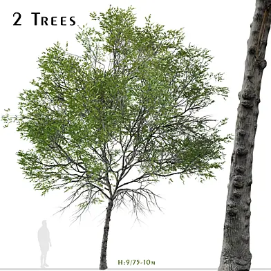 Set of Taiwan beech Tree ( Fagus hayatae ) ( 2 Trees )