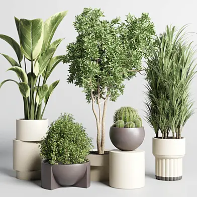 Collection of indoor plants with modern minimal pots 170