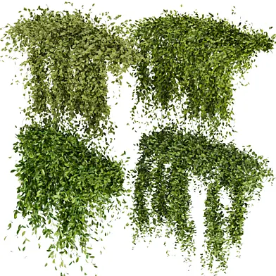 Collection Plant Vol 293 Fitowall Leaf Ivy