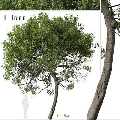 Lemonwood Tree ( Pittosporum eugenioides )