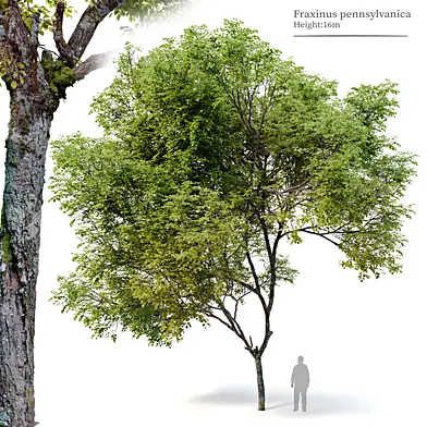 Fraxinus pennsylvanica_04