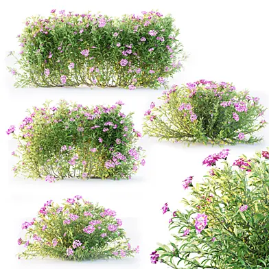 Phuctraining_Daphne Spring Pink