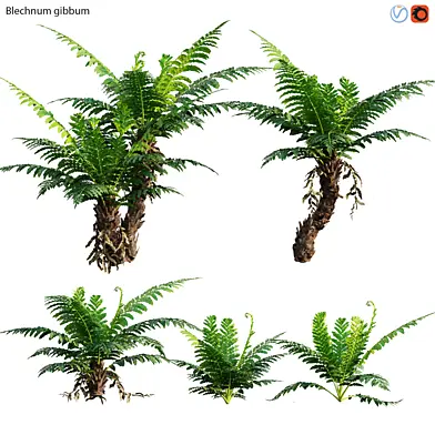 Silver Lady Fern - Blechnum gibbum