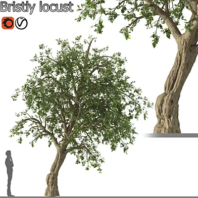Bristly locust tree (1 Tree)