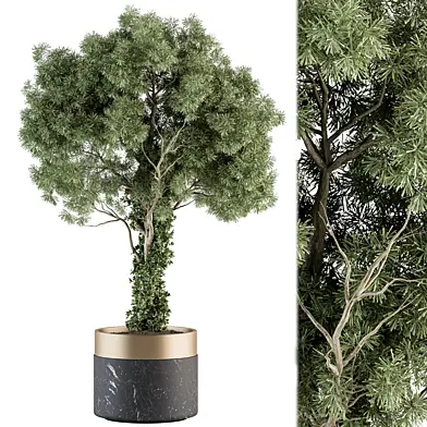 indoor Plant Set 335 - Tree in Black and Gold pot