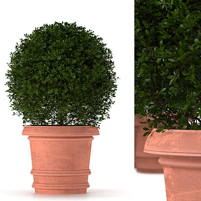 Самшит в горшке - Boxwood in the pot