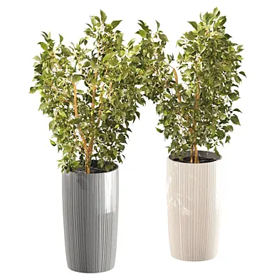 Фикусы