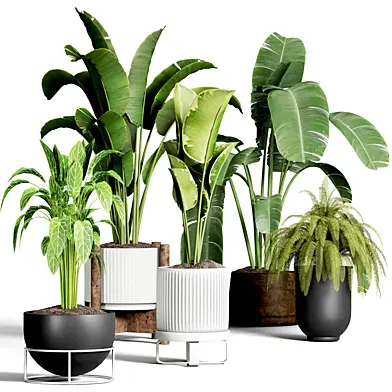 collection Plants indoor 45
