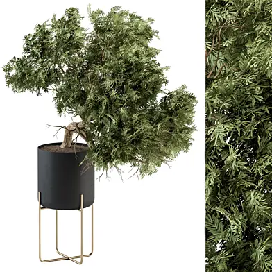 indoor Plant Set 345 - Tree in Black pot