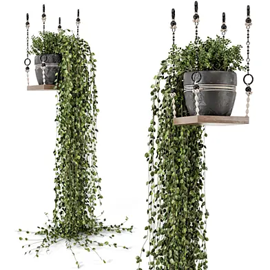 Indoor Hanging Plants with Macrame - Set 502