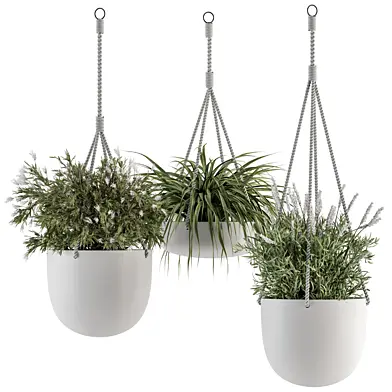 indoor Plant Set 350 - Hanging Plants with Rope
