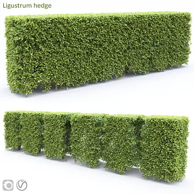 Ligustrum