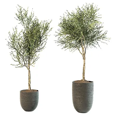 Indoor Plant Vol 47