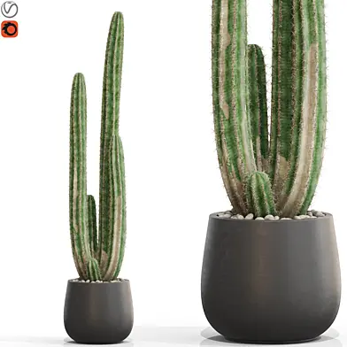Plants collection 692
