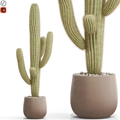 Plants collection 695