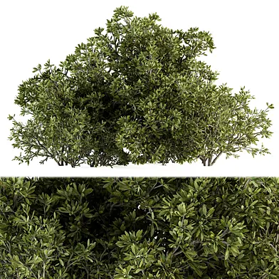 Plant Bush Box Tree - Bush Set 69
