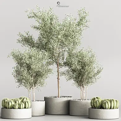 Cactus & Plant outdoor