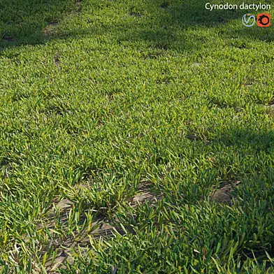 Cynodon dactylon - cut 02