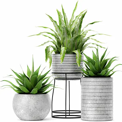 Asplenium and Agave, Костенец, асплениум, агава, цветок, горшок, куст, вазон, бетонный