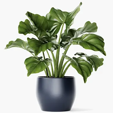 Plant in a pot, Цветок, горшок, куст, вазон, интерьерный, комнатный, алоказия, скандинавский стиль