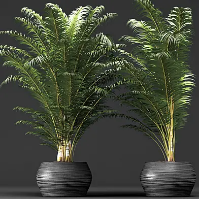 Dypsis lutescens set, Декоративная пальма, Дипсис, ховея, кентия, куст, горшок, цветок, вазон