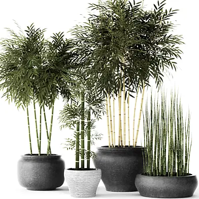 Bamboo and Equisetum, цветок, горшок, куст бамбука, заросли, бамбук, горшок, вазон, уличный, хвощ