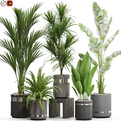 Plants collection 718