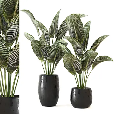 Indoor Plants Collection - Set 335