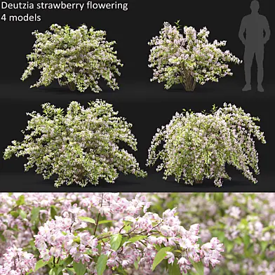 Deutzia strawberry