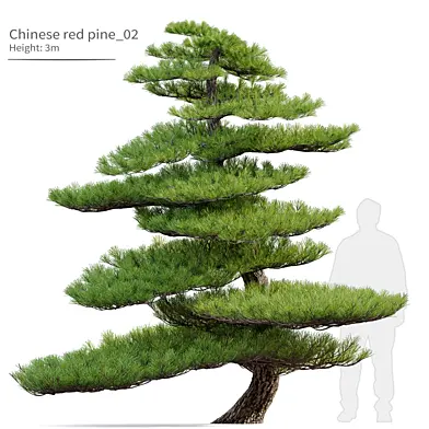 Chinese red pine_02