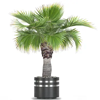 Plant Collection 19